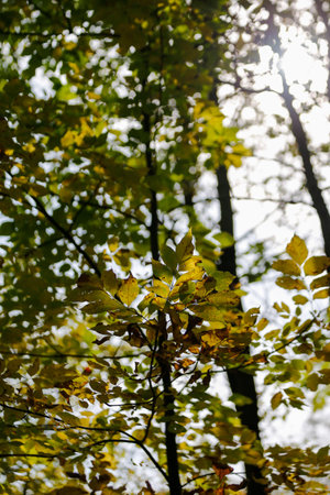 Autumn leaves on a tree in the park. Autumn season.