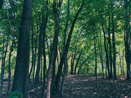 forest trees. nature green wood sunlight backgrounds.の写真素材