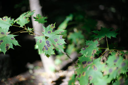 Maple leaf with an infection. Tar spot on maple trees in Quebec, Canada.