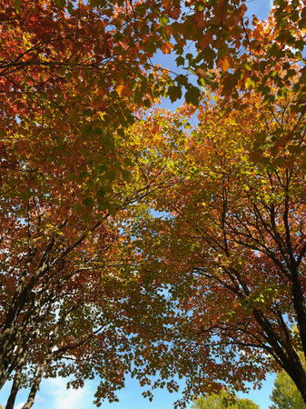 Autumn trees with red and orange leaves against the blue sky. Quebec, Canada