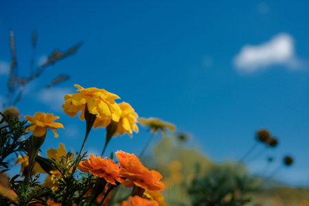 Marigold flowers in the garden with blue skyの写真素材