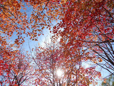 Autumn leaves against the blue sky and sun. Autumn trees with red and orange leaves against the blue...