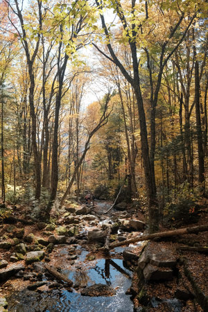 Autumn forest with yellow leaves and a stream in the foreground. Quebec, Canada.
