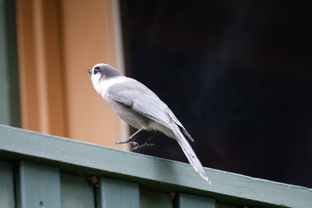 Gray Jay (Perisoreus canadensis) on a gallery fence. Quebec, Canada.の写真素材