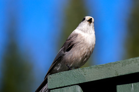 Gray Jay (Perisoreus canadensis) on a gallery fence. Quebec, Canada.の写真素材