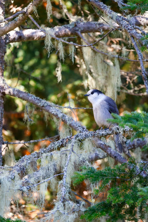 Gray Jay on a conifer branch in the boreal forest, Quebec, Canada.の写真素材