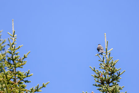 Gray Jay on a conifer branch in the boreal forest, Quebec, Canada.の写真素材