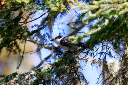 Gray Jay on a conifer branch in the boreal forest, Quebec, Canada.の写真素材