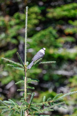 Gray Jay on a conifer branch in the boreal forest, Quebec, Canada.の写真素材