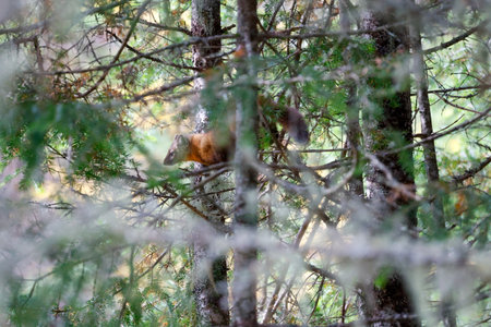 Marten in a coniferous forest in autumn, Quebec, Canadaの写真素材