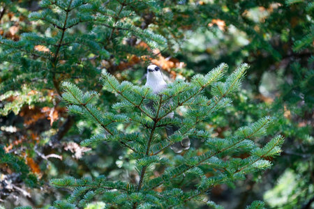Gray Jay on a conifer branch in the boreal forest, Quebec, Canada.の写真素材