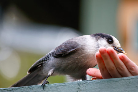 Gray Jay perched on the hand of a child who is feeding it