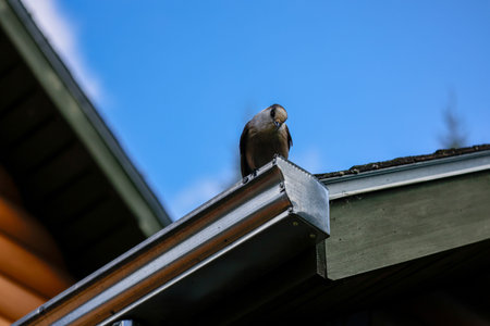 Gray jay perched on the gutter of a house. Quebec, Canada.