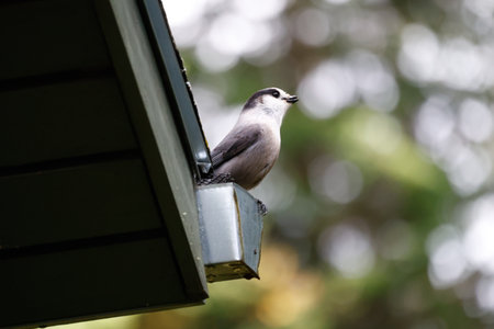 Gray jay perched on the gutter of a house. Quebec, Canada.の写真素材