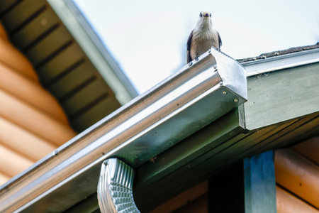 Gray jay perched on the gutter of a house. Quebec, Canada.の写真素材