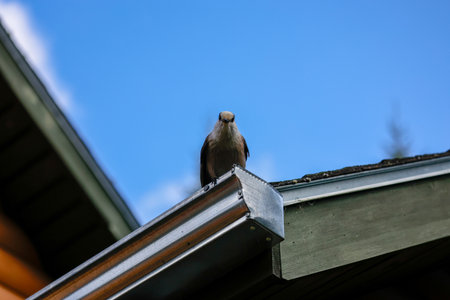 Gray jay perched on the gutter of a house. Quebec, Canada.の写真素材