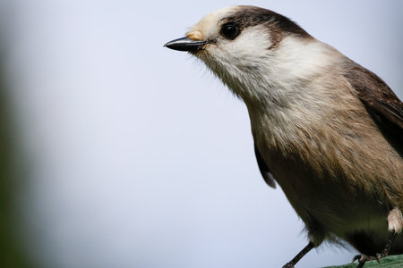 Close-up portrait of a Canada Jay.の写真素材