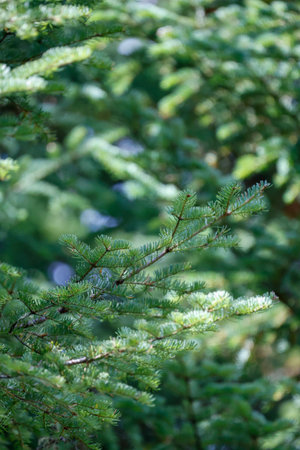 Conifer branches in the forest. Selective focus. Shallow depth of field.の写真素材