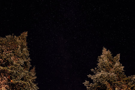 Night starry sky over the forest with fir trees.