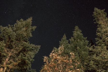 Night starry sky over the forest with fir trees.