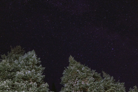 Night starry sky over the forest with fir trees.