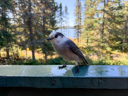 Gray Jay (Perisoreus canadensis) on a gallery fence. Quebec, Canada.の写真素材