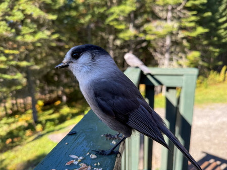 Gray Jay (Perisoreus canadensis) on a gallery fence. Quebec, Canada.の写真素材