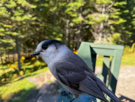 Gray Jay (Perisoreus canadensis) on a gallery fence. Quebec, Canada.の写真素材