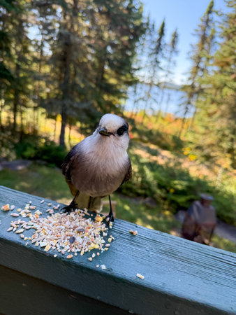 Gray Jay (Perisoreus canadensis) on a gallery fence. Quebec, Canada.の写真素材