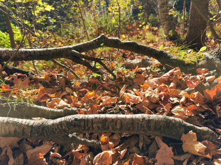 Fallen leaves on tree roots in the forest. Autumn season.の写真素材