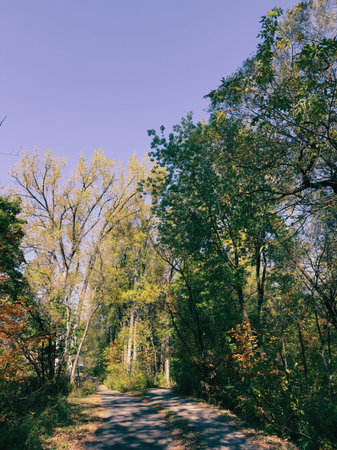 autumn forest landscape with country road and blue skyの写真素材