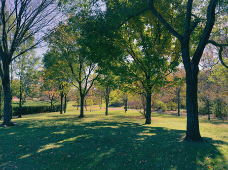 Park in autumn with trees and grass under blue sky. Quebec, Canada.の写真素材