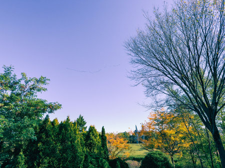 Park in autumn with trees and grass under blue sky. Quebec, Canada.の写真素材