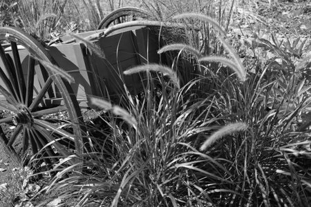 Old wooden cart in the grass. Black and white. Selective focus.の写真素材