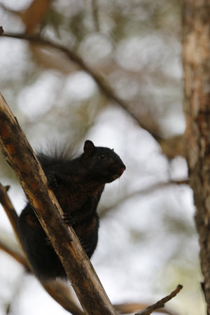 Black Squirrel on a tree branch in the forest, Quebec, Canada.の写真素材