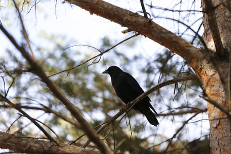 Crow sitting on a branch of a tree in Quebec, Canada.の写真素材