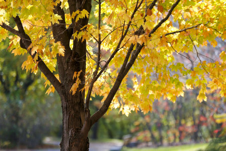 Yellow leaves of a tree in the autumn park.の写真素材