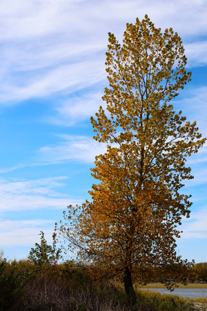 Autumn landscape, leaves on the branches of a tree against the blue sky. Quebec, Canadaの写真素材