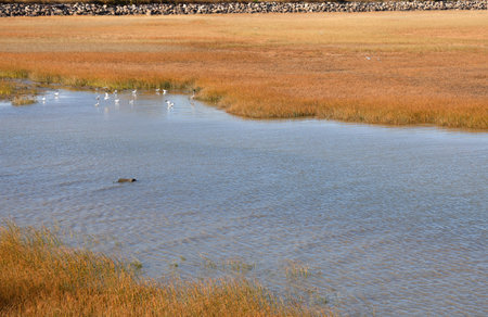 A group of birds swims in the river delta.