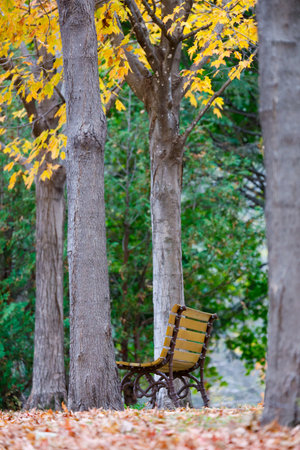 Wooden bench in the park in autumn. Selective focus. Wooden bench in the autumn park with colorful leaves and trees.の写真素材
