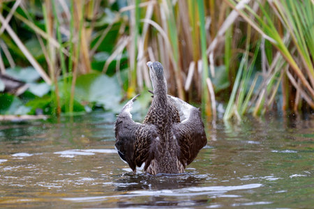 Mallard (Anas platyrhynchos) dabbling in the water. A duck grooming.