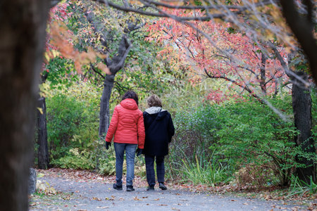 Back view of girls walking in autumnal park, Quebec, Canadaの写真素材