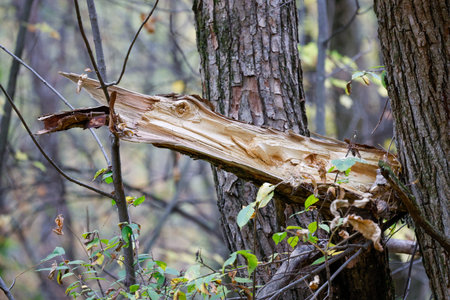 Broken tree in the forest, closeup of a fallen tree