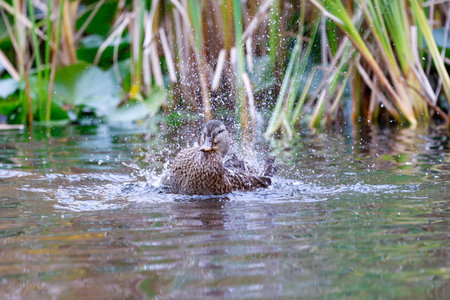 Mallard (Anas platyrhynchos) dabbling in the water. A duck grooming.の写真素材