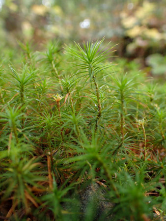 Close up of moss in the forest. Shallow depth of field.の写真素材