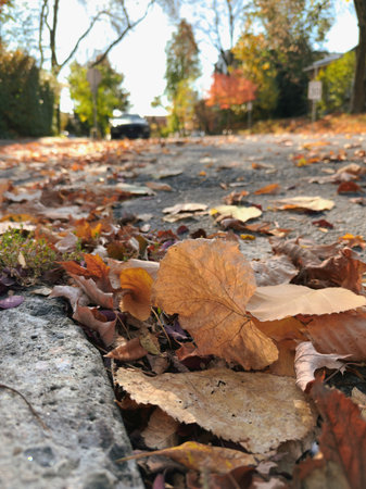 Fallen autumn leaves on the ground in the city. Selective focus.の写真素材