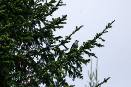 Gray Jay on a conifer branch in the boreal forest, Quebec, Canada.の写真素材