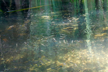Fish swimming in the river, close up of fish in the water
