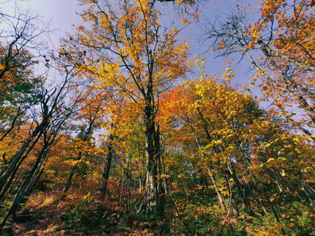 colorful forest in autumn, Quebec, Canadaの写真素材