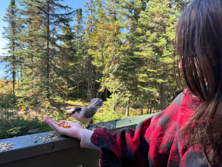 Feeding a bird on a balcony in an autumn forest. Gray jay in the boreal forest. A young girl feeds a gray jay in an autumn forest.の写真素材